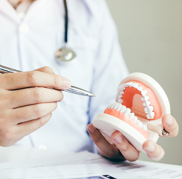 Dentist holding a model of dentures