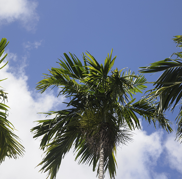 Three palm trees against a blue sky